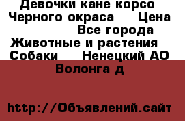 Девочки кане корсо. Черного окраса.  › Цена ­ 65 000 - Все города Животные и растения » Собаки   . Ненецкий АО,Волонга д.